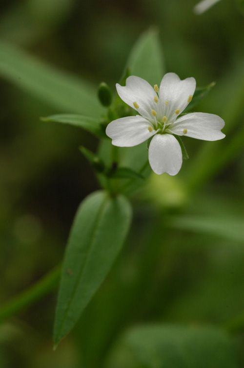 Изображение особи Lepyrodiclis holosteoides.