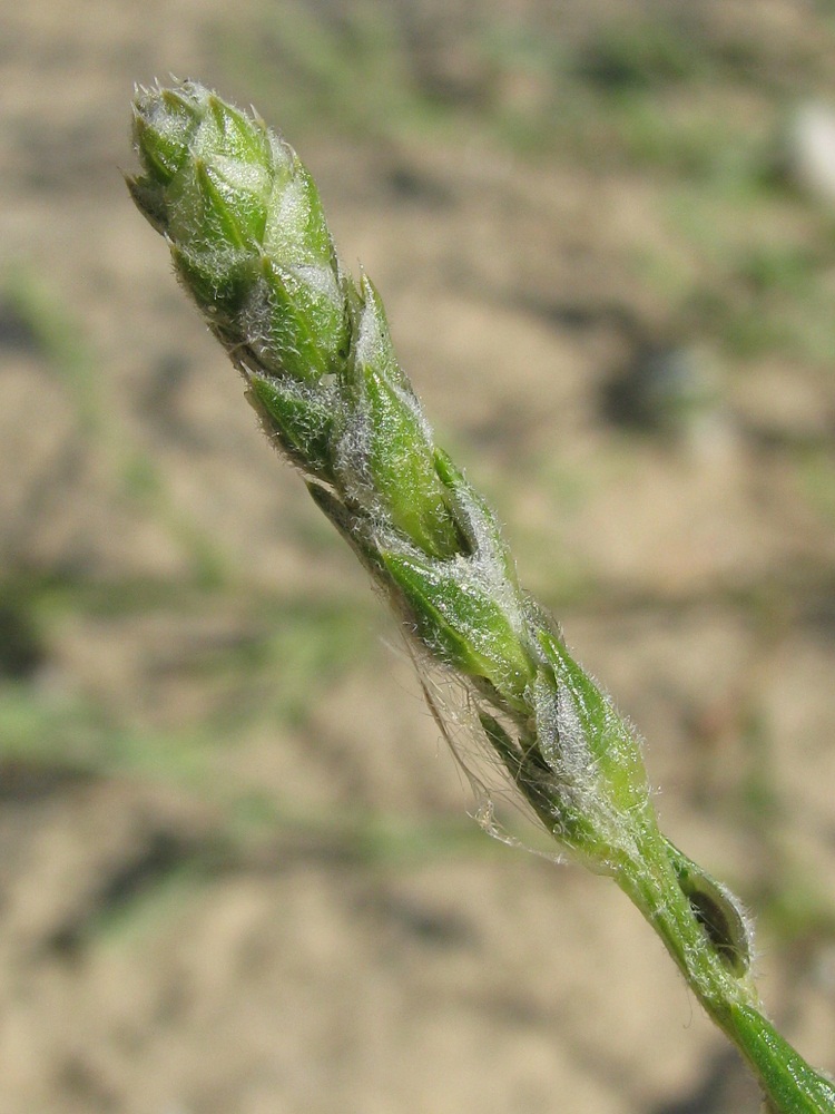 Изображение особи Corispermum borysthenicum.