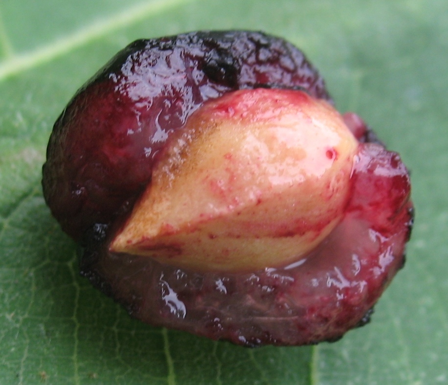 Image of Lauro-cerasus officinalis specimen.