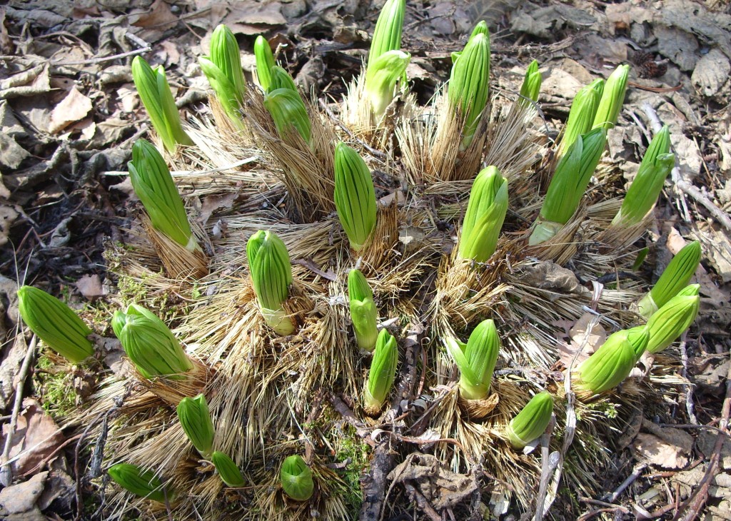 Image of genus Veratrum specimen.