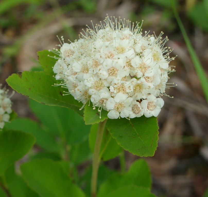 Image of Spiraea betulifolia specimen.