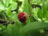 Fragaria viridis