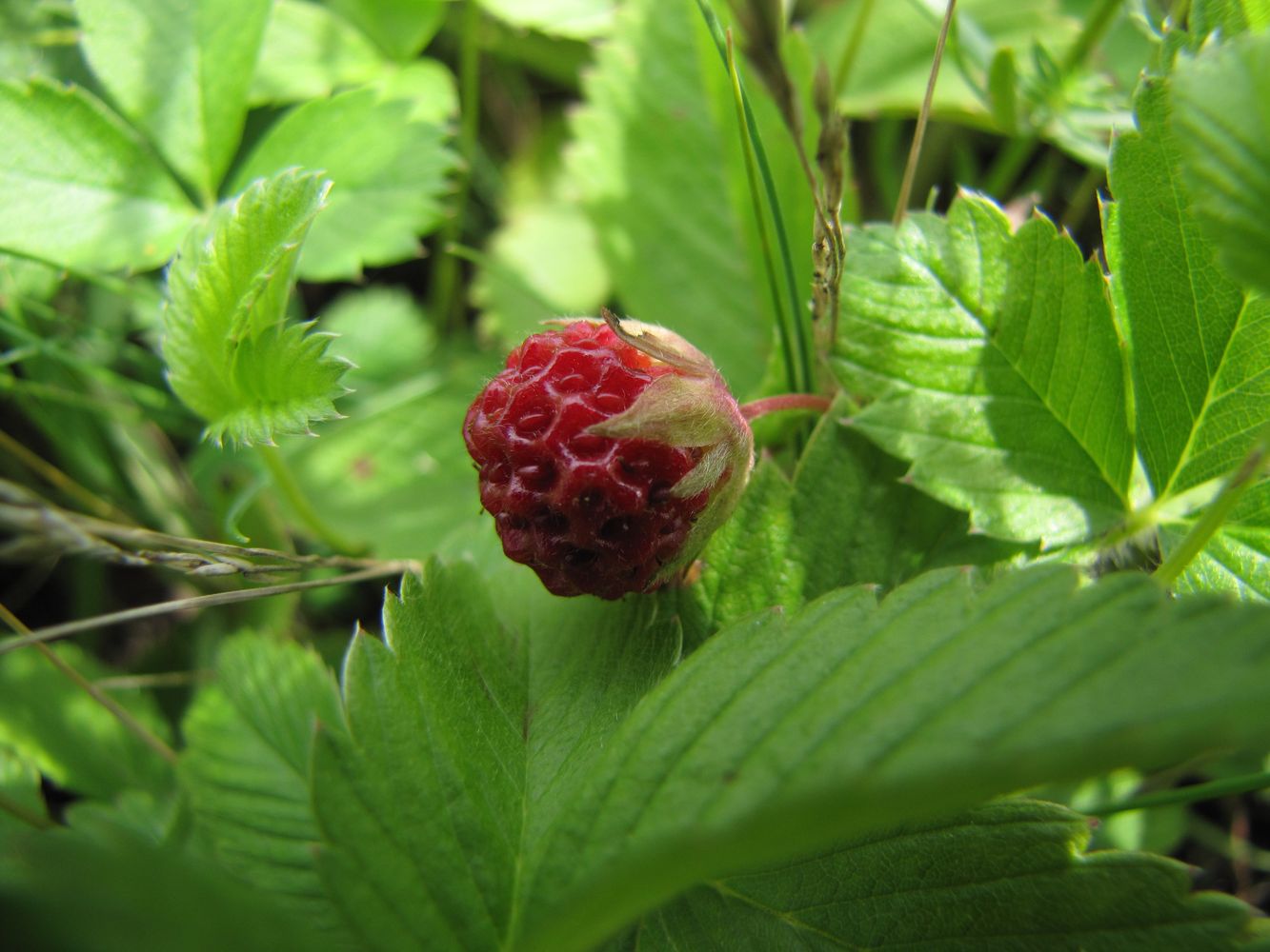 Изображение особи Fragaria viridis.