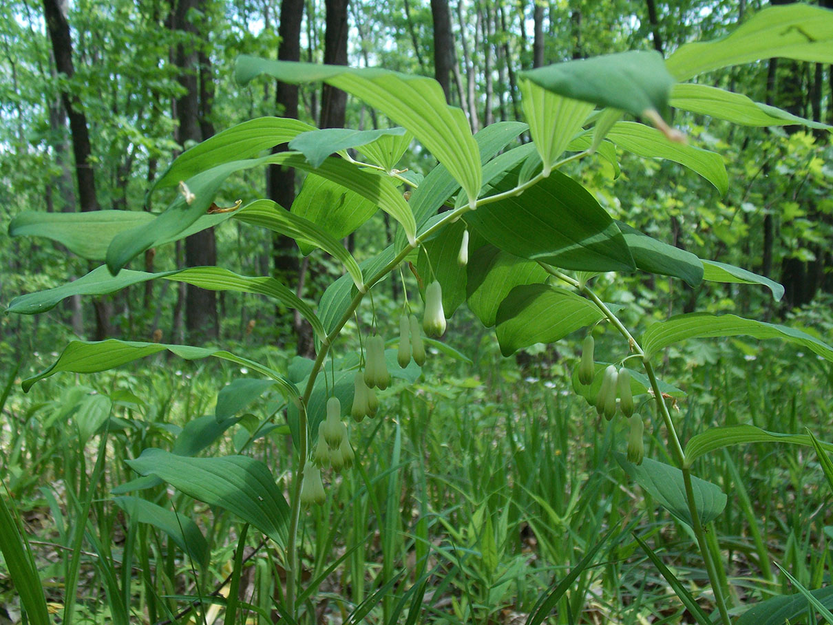 Image of Polygonatum odoratum specimen.