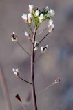 Capsella bursa-pastoris. Верхушка цветущего растения с завязавшимися плодами. Санкт-Петербург, пустырь. 20 мая 2009 г.