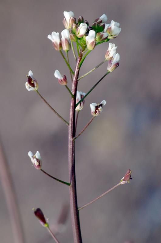 Изображение особи Capsella bursa-pastoris.