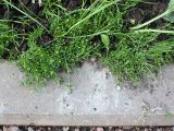 Sagina procumbens