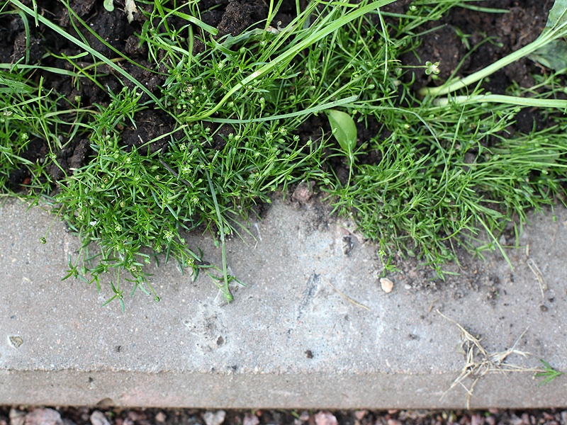 Image of Sagina procumbens specimen.