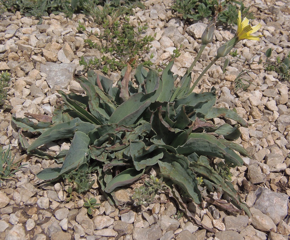 Image of Scorzonera crispa specimen.