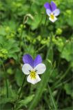 Viola tricolor. Цветки. Карелия, берег оз. Сегозеро. 15.06.2009.