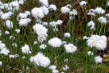 Eriophorum vaginatum