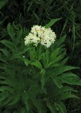 Sambucus ebulus