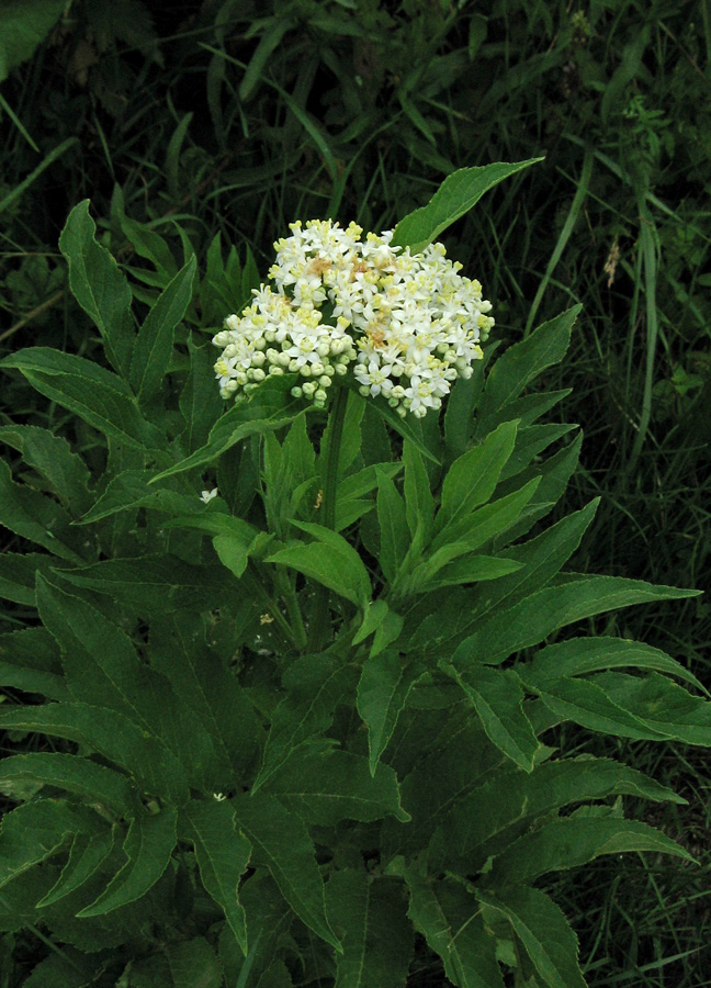 Изображение особи Sambucus ebulus.