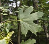 Acer platanoides