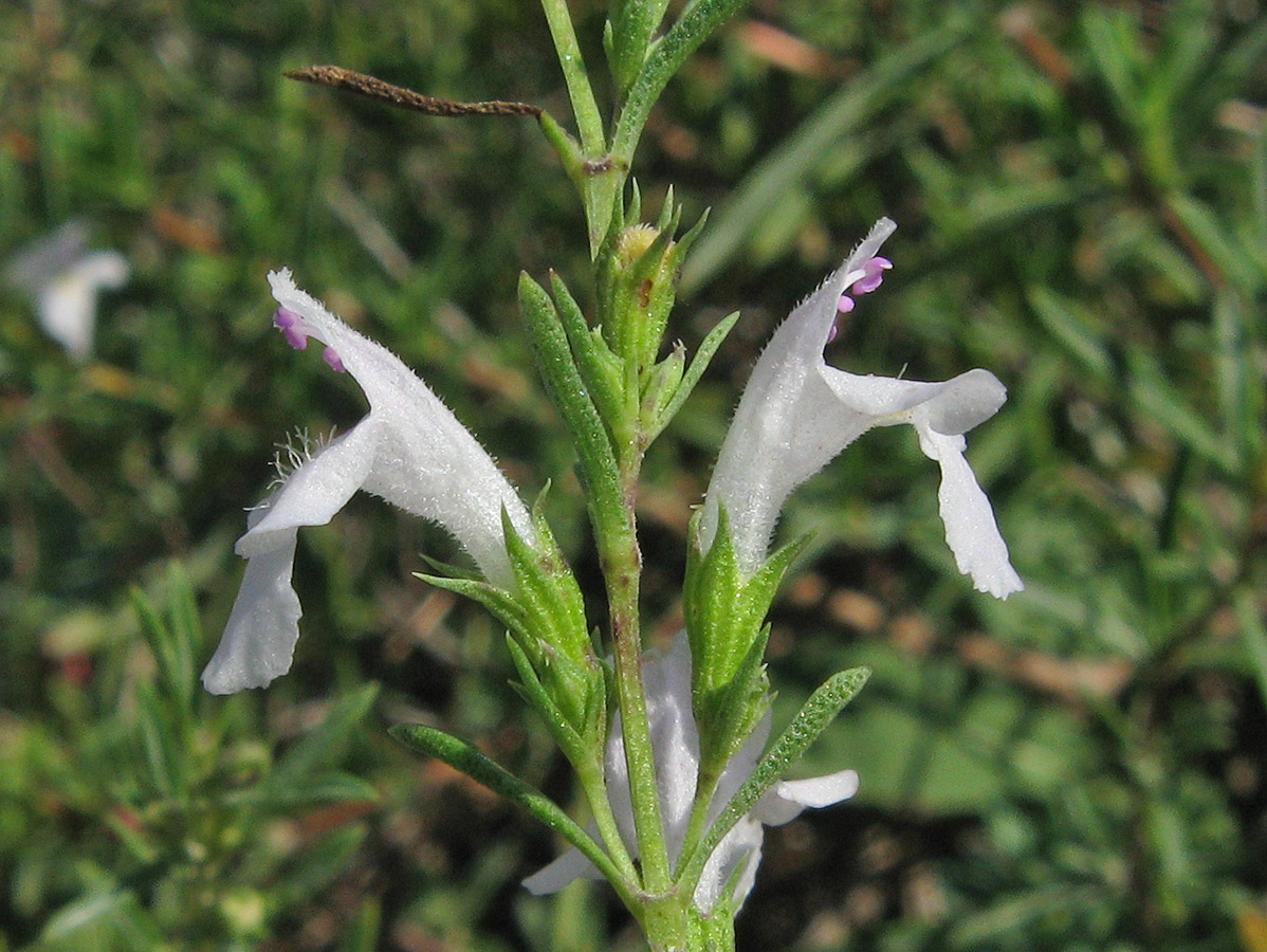 Image of Satureja taurica specimen.