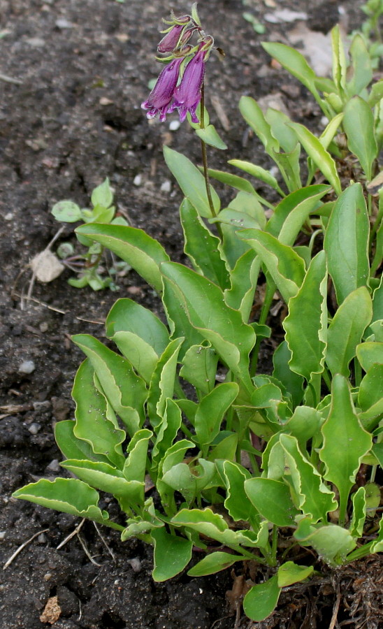 Image of Penstemon whippleanus specimen.