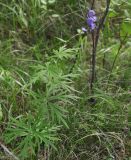 Aconitum ambiguum