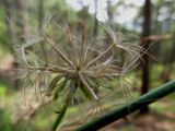 Tragopogon undulatus. Корзинка со зрелыми семянками. Южный берег Крыма, окр. г. Ялта, сосновый лес. 24.08.2013.