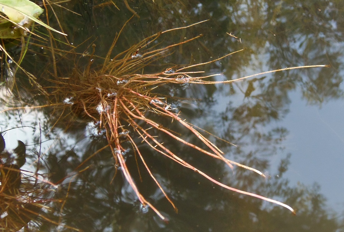 Image of Salix alba specimen.