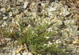 Asperula supina. Отцветающее растение с завязями. Черноморское побережье Кавказа, щель Прасковеевская, осыпь. 24.08.2013.