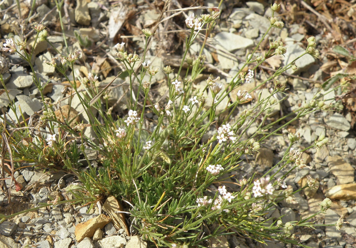 Изображение особи Asperula supina.