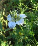 Nigella arvensis. Цветок. Краснодарский край, Кущёвский р-н, станица Шкуринская, \"роща на южном склоне\" над р. Ея. 19.06.2009.