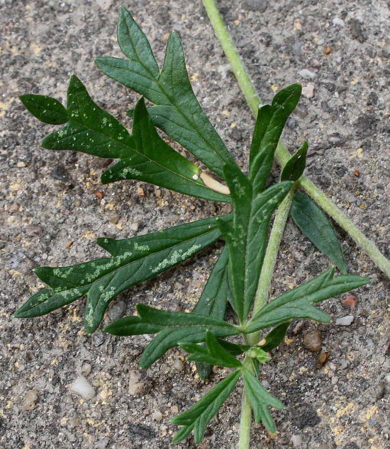 Изображение особи Potentilla argentea.