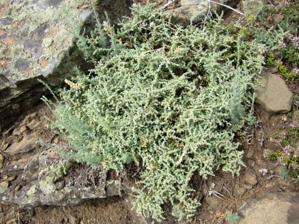 Image of Herniaria incana var. angustifolia specimen.