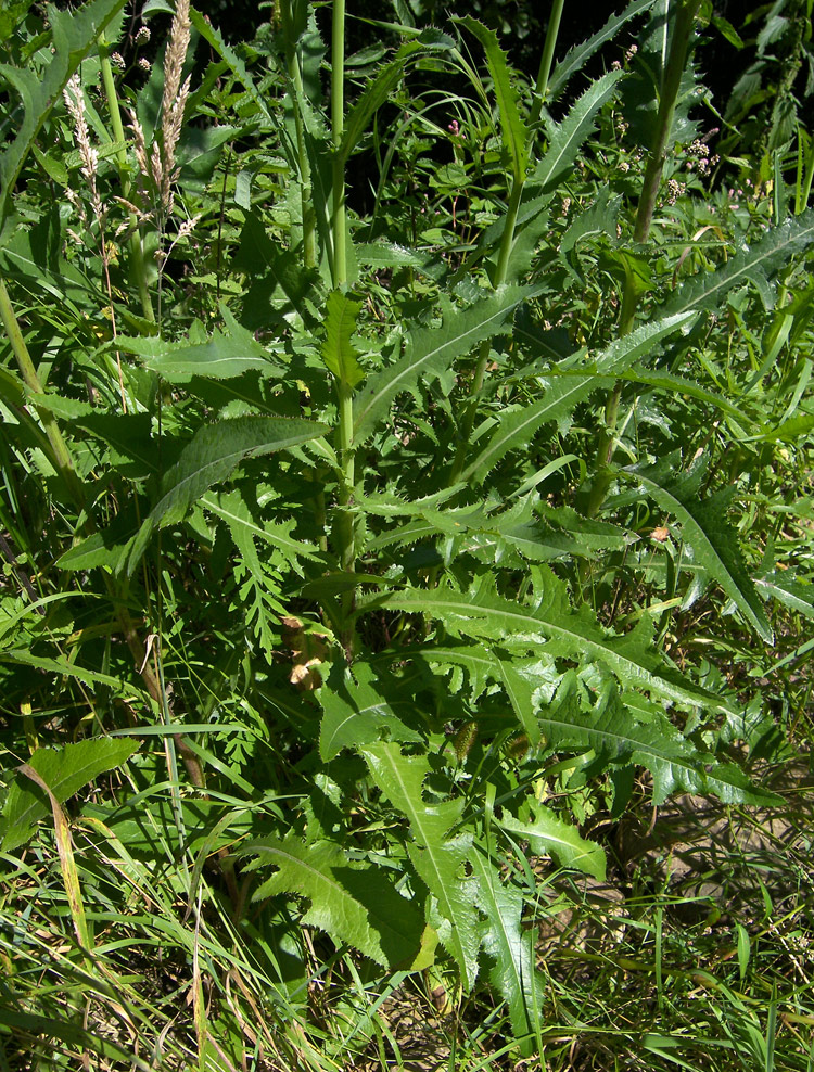 Image of Sonchus arvensis specimen.