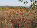 Rosa canina