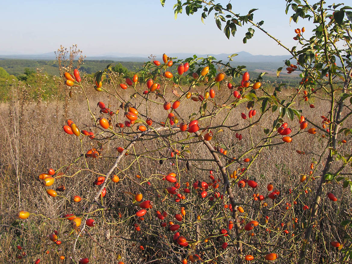 Image of Rosa canina specimen.