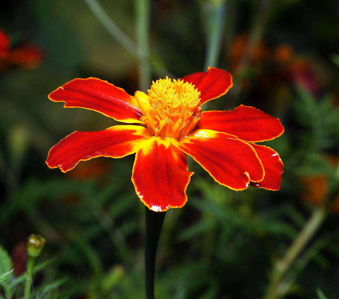 Image of Tagetes patula specimen.