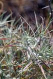 Ceratocarpus arenarius. Верхушки побегов. Южный Казахстан, восточная граница пустыни Кызылкум. 07.05.2013.