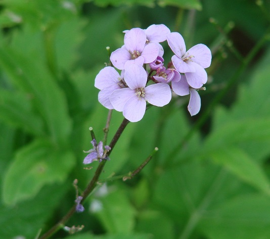 Image of Cardamine macrophylla specimen.