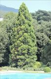 Sequoiadendron giganteum. Взрослое дерево в культуре. Крым, Ялтинский горсовет, пос. Никита, Никитский ботанический сад, в культуре. 5 августа 2013 г.