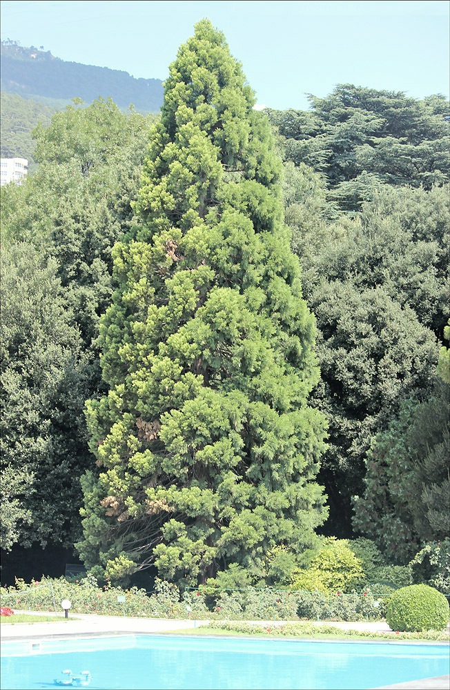 Image of Sequoiadendron giganteum specimen.