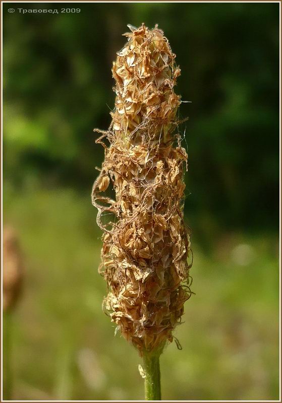 Изображение особи Plantago lanceolata.