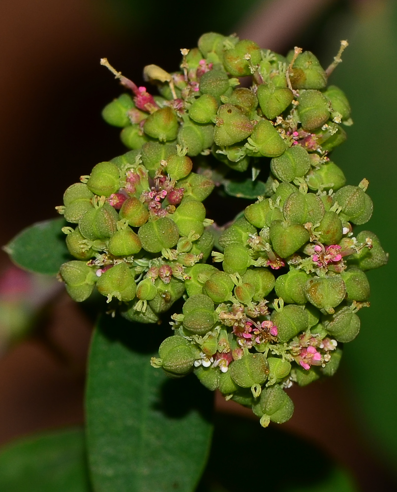 Изображение особи Euphorbia hypericifolia.