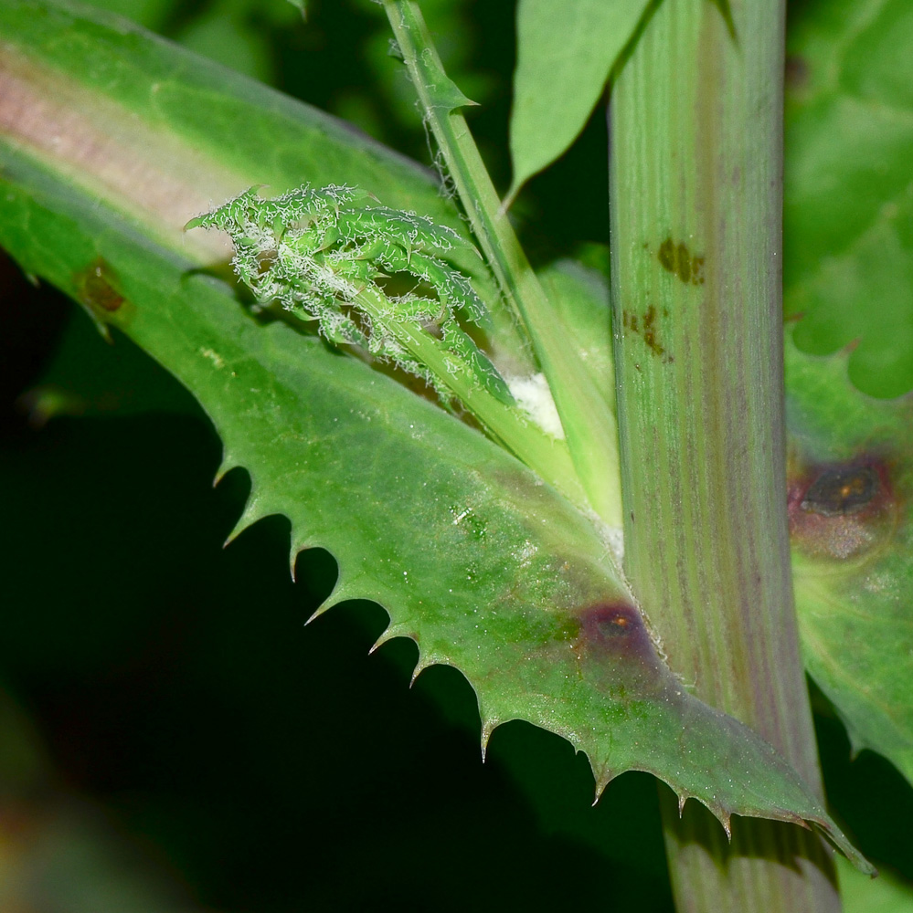 Image of Sonchus oleraceus specimen.