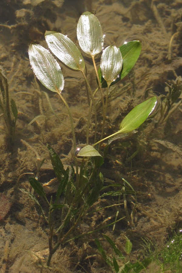 Изображение особи Potamogeton gramineus.