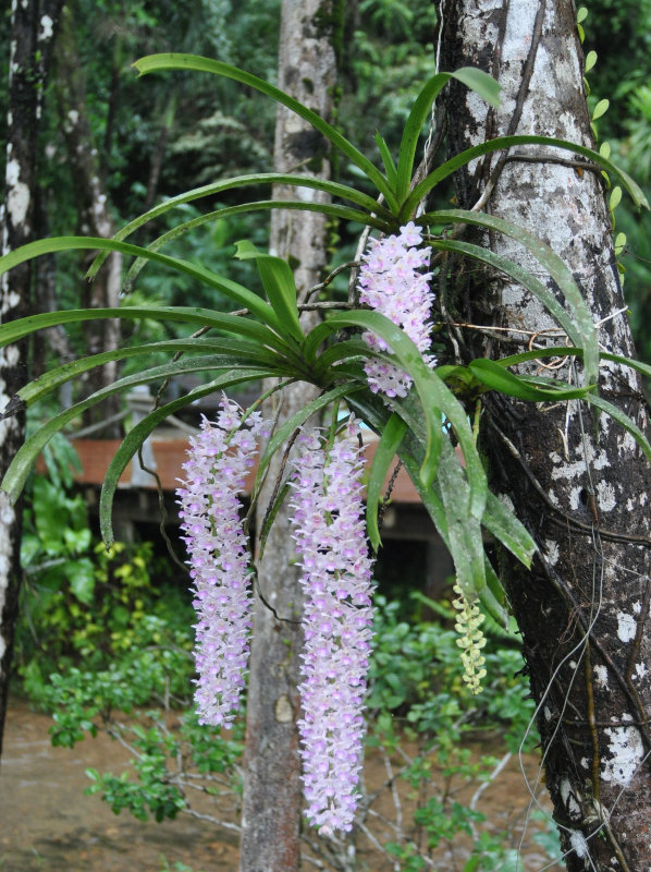 Image of Rhynchostylis gigantea specimen.