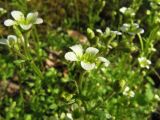 Saxifraga cespitosa. Верхушка цветущего растения. Пермский край, окр. г. Красновишерск, левый берег р. Вишера, Камень Ветлан. 10.06.2013.