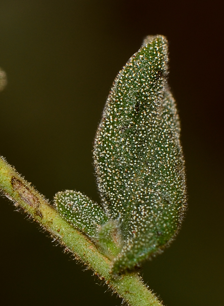 Image of Chiliadenus iphionoides specimen.