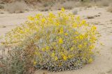 Encelia farinosa. Цветущее растение. США, Калифорния, Joshua Tree National Park. 19.02.2014.