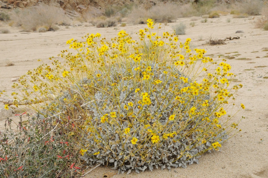 Изображение особи Encelia farinosa.