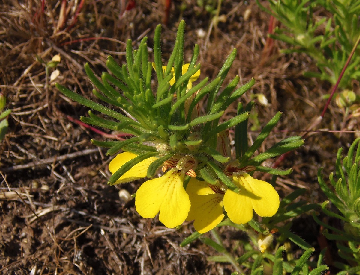 Image of Ajuga chia specimen.