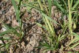 Dactylis glomerata. Нижние части растений. Германия, г. Дюссельдорф, Ботанический сад университета. 04.05.2014.