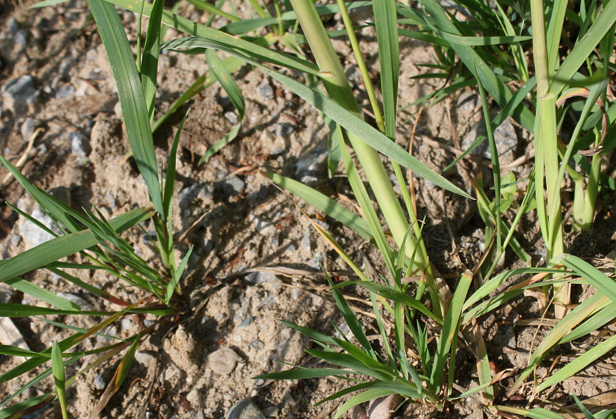 Image of Dactylis glomerata specimen.