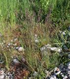 Festuca rubra. Цветущее растение. Словения, окр. г. Постойна, у дороги. 09.05.2014.