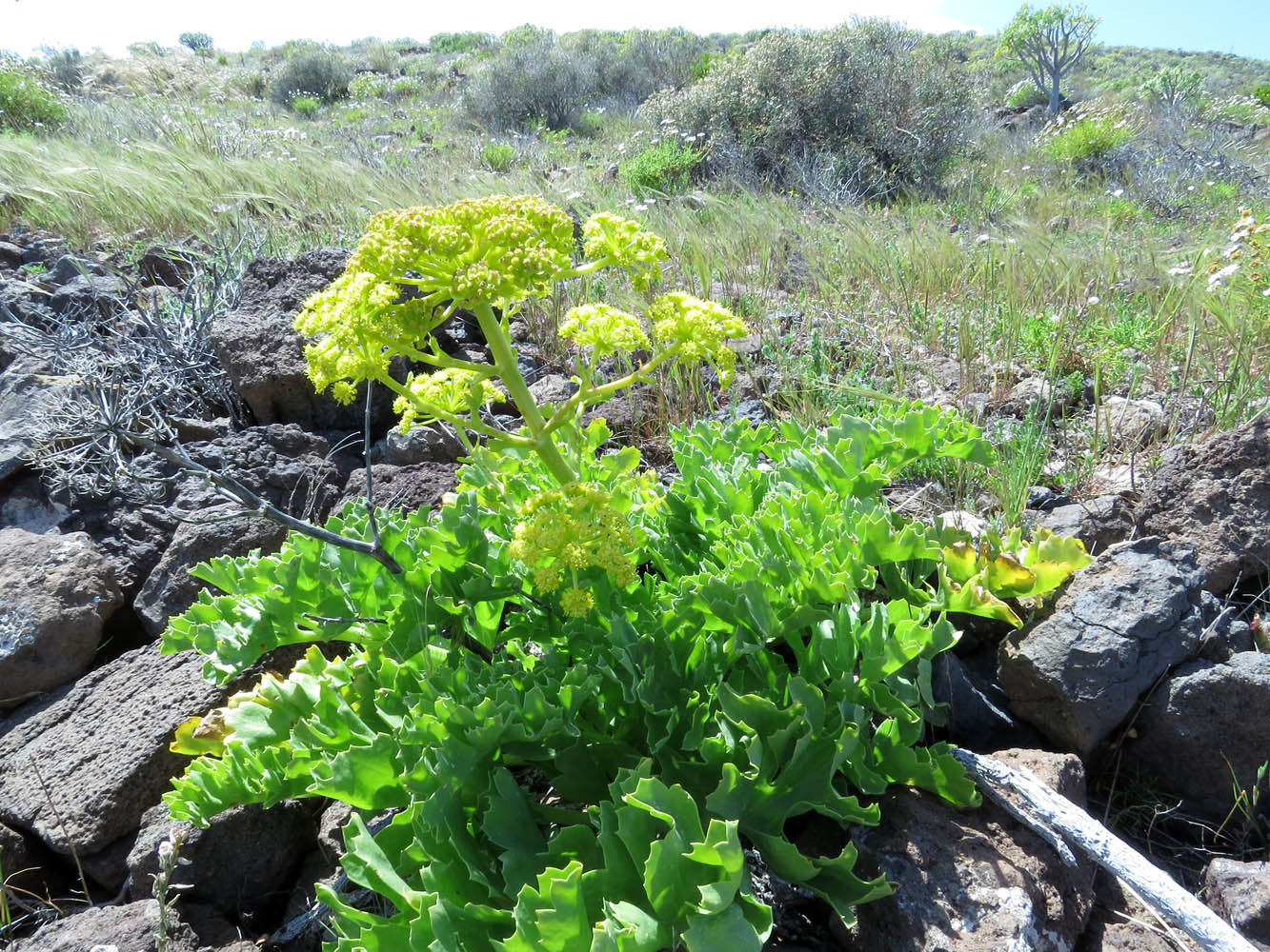 Image of Astydamia latifolia specimen.